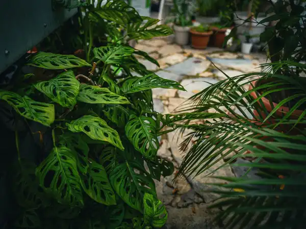 Ferns and big-leaved plants along a flagstone path